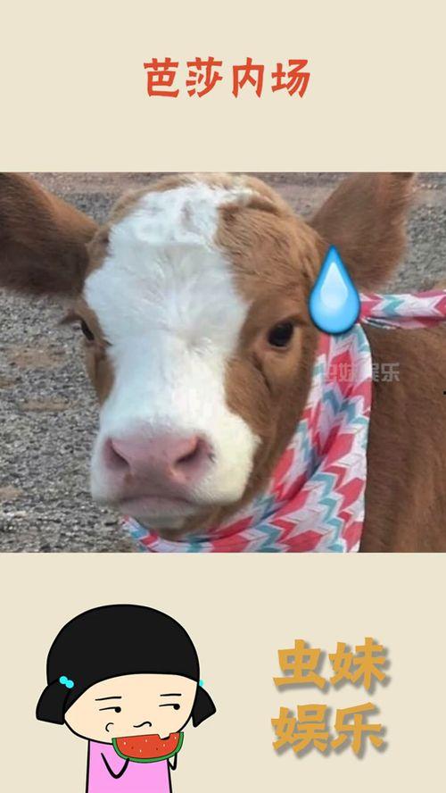 娱乐吃瓜酱外婆羊羊